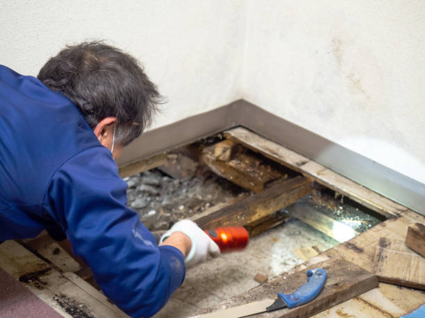 Professional Mold Removal in Royse City, TX